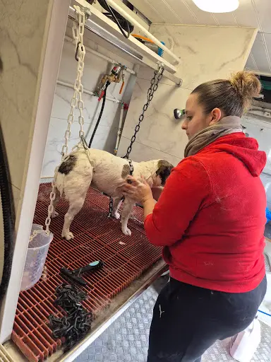 Cani Bulles Toilettage Mobile