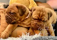 Elevage Dogue de Bordeaux des Merveilles de Na Vi