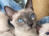 Chatterie Diamond Life & Love Deluxe - Elevage de Chats Thai et Siamois