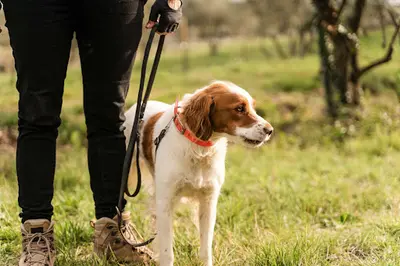 l'Orée du Val - Comportementaliste Canin
