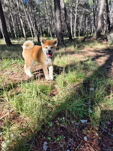 Elevage Akita Inu de l'Esprit du Kitsune