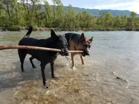 Hundog - Éducation Canine
