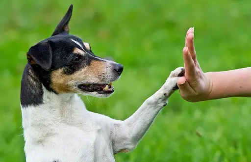 Jg Dog