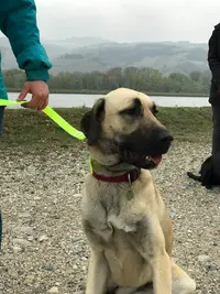 Lefebvre Mickael Education, Rééducation Canine Par Votre Propre Souveraineté(e).