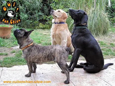 Oui... Bon Chien !