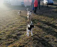Vos Chiens et Vous - Éducateur Canin Comportementaliste Valence - Terrain Sécurisé