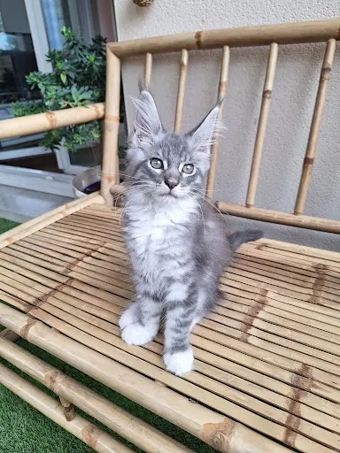 Chatterie des Noellycat Coons