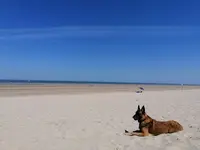Dogtschool