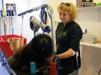 Metamorphose Canine