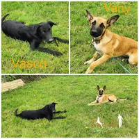 Iako Dog Educ - Educateur Canin