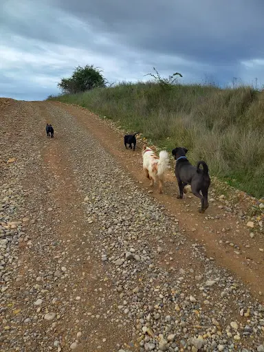 Dog Provence