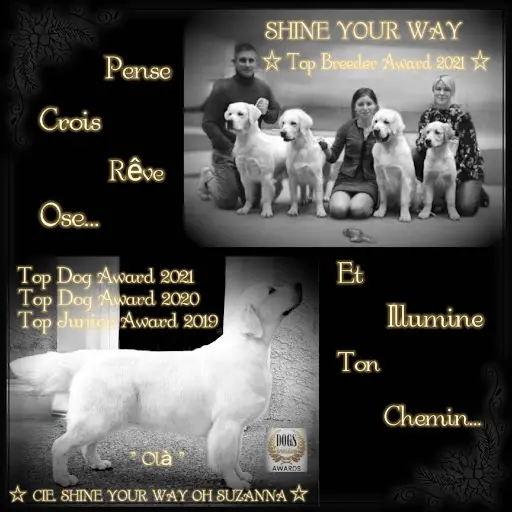 Shine Your Way Golden Retriever