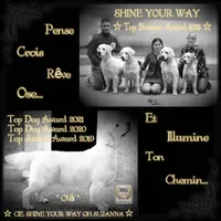 Shine Your Way Golden Retriever