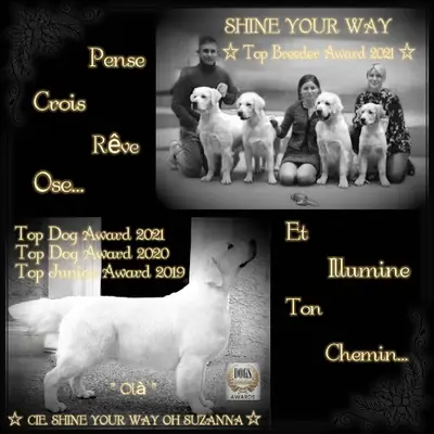 Shine Your Way Golden Retriever