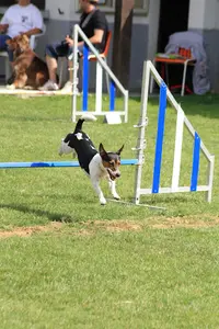 Club d'Education Canine de Valentigney