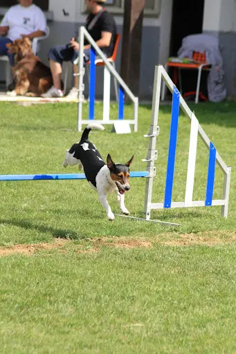 Club d'Education Canine de Valentigney