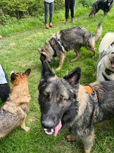 Plenitude Canine