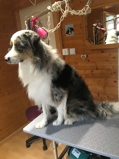 Au Chien Beauté
