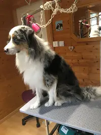 Au Chien Beauté