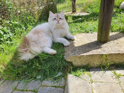Chatterie de Sib Aventures
