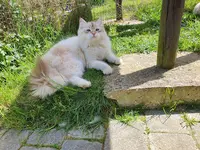 Chatterie de Sib Aventures