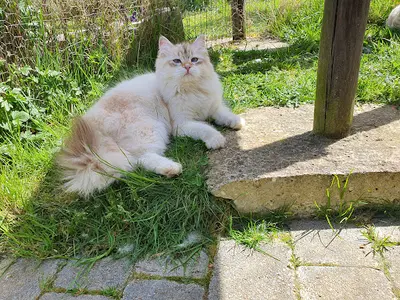 Chatterie de Sib Aventures