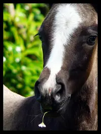 Haras d'Hurl Vent