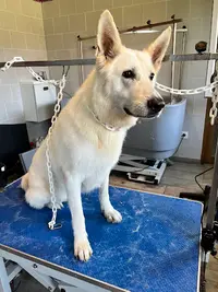 Aux Ch Tis Canins