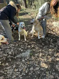Centre Canin Azur : Éducation Canine Alpes-maritimes 06