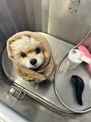 Toilettage Spa By Omatiti