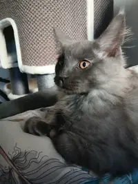 Légende de Freyja - Élevage de Maine Coon