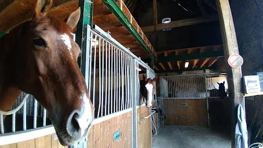 Haras de Laleu - Charlène Burriez