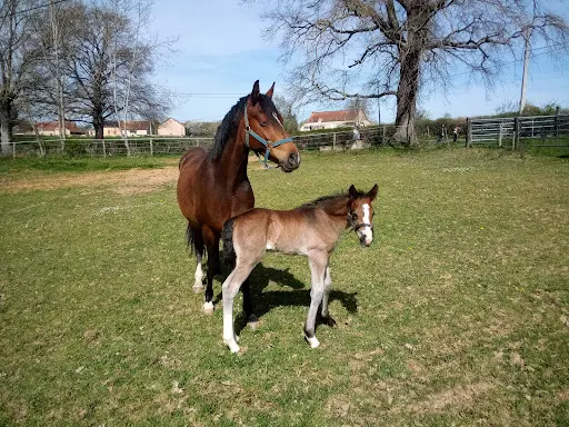 Haras du Centre de la France