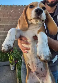 De la Magie de l'Argoat Elevage Chiots Beagle Lof 44 (loire Atlantique)