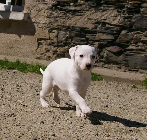 Élevage du Puech d'Argent : Chiots Whippet Disponible Nés le 27/02 4 Mâles