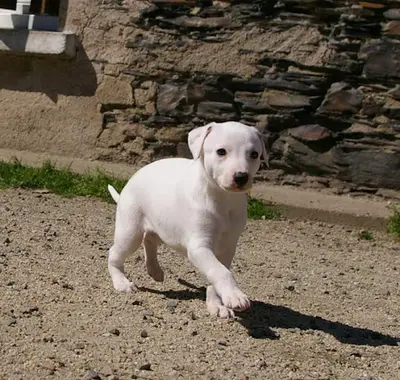 Élevage du Puech d'Argent : Chiots Whippet Disponible Nés le 27/02 4 Mâles