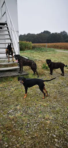 La Co Lau Dog Saint Mars la Jaille