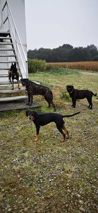 La Co Lau Dog Saint Mars la Jaille