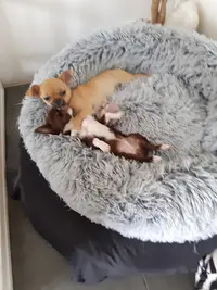 Les Chihuahuas du Jardin de Vivelle