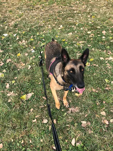 Mezzanimal - Éducateur Comportementaliste Pour Chiens et Chats