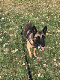 Mezzanimal - Éducateur Comportementaliste Pour Chiens et Chats