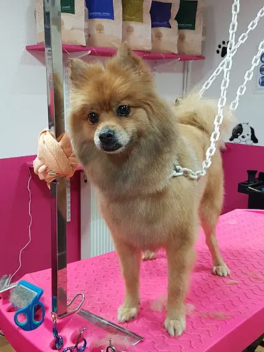 Salon de Toilettage Elidog