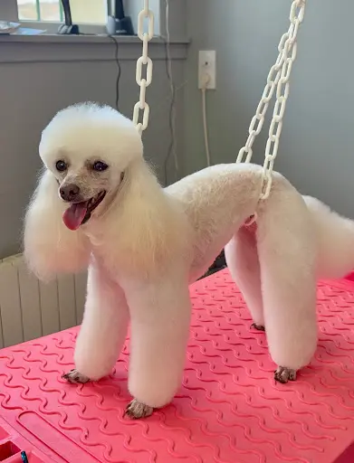 Chien Chic Valmont 76