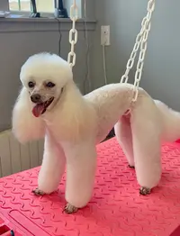 Chien Chic Valmont 76