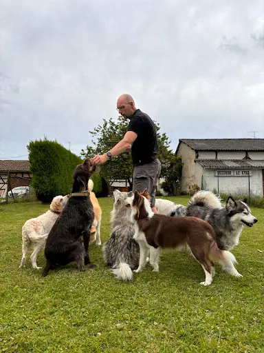 Pat4dogs - Éducation et Pension Canine