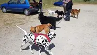 Zen Attitude Dog Activity