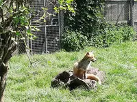 La Dame Blanche - Centre de Sauvegarde de la Faune Sauvage