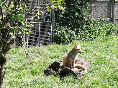 La Dame Blanche - Centre de Sauvegarde de la Faune Sauvage