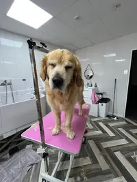 Dog Style