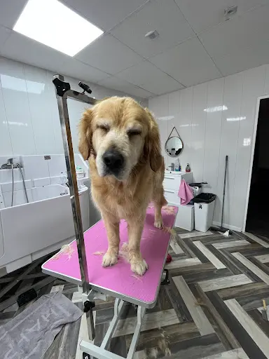 Dog Style